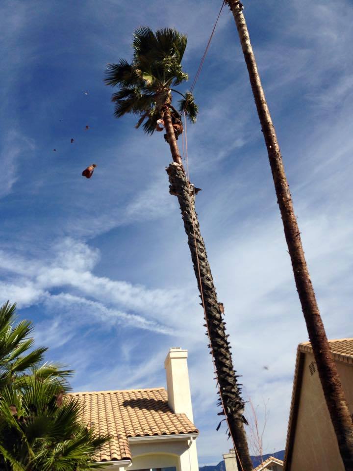 Perez Tree Care service | Banning CA