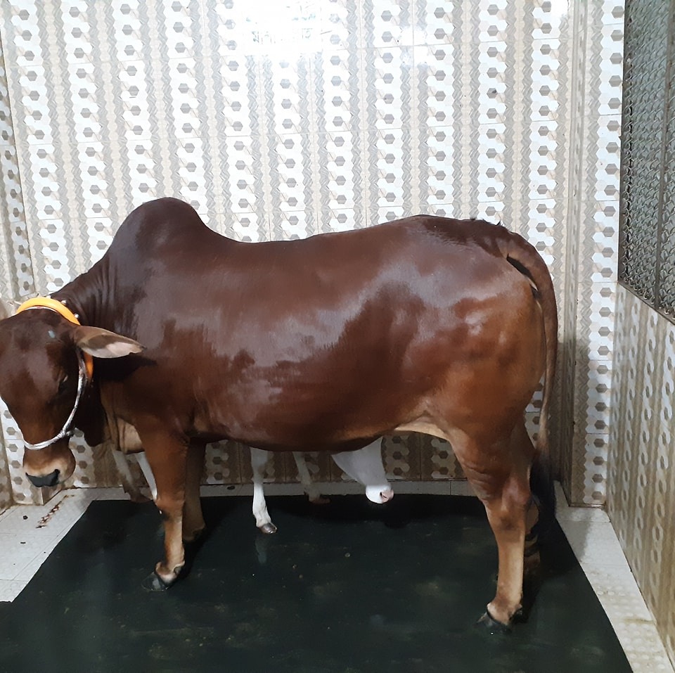 Al Jaami Agro | Dhaka