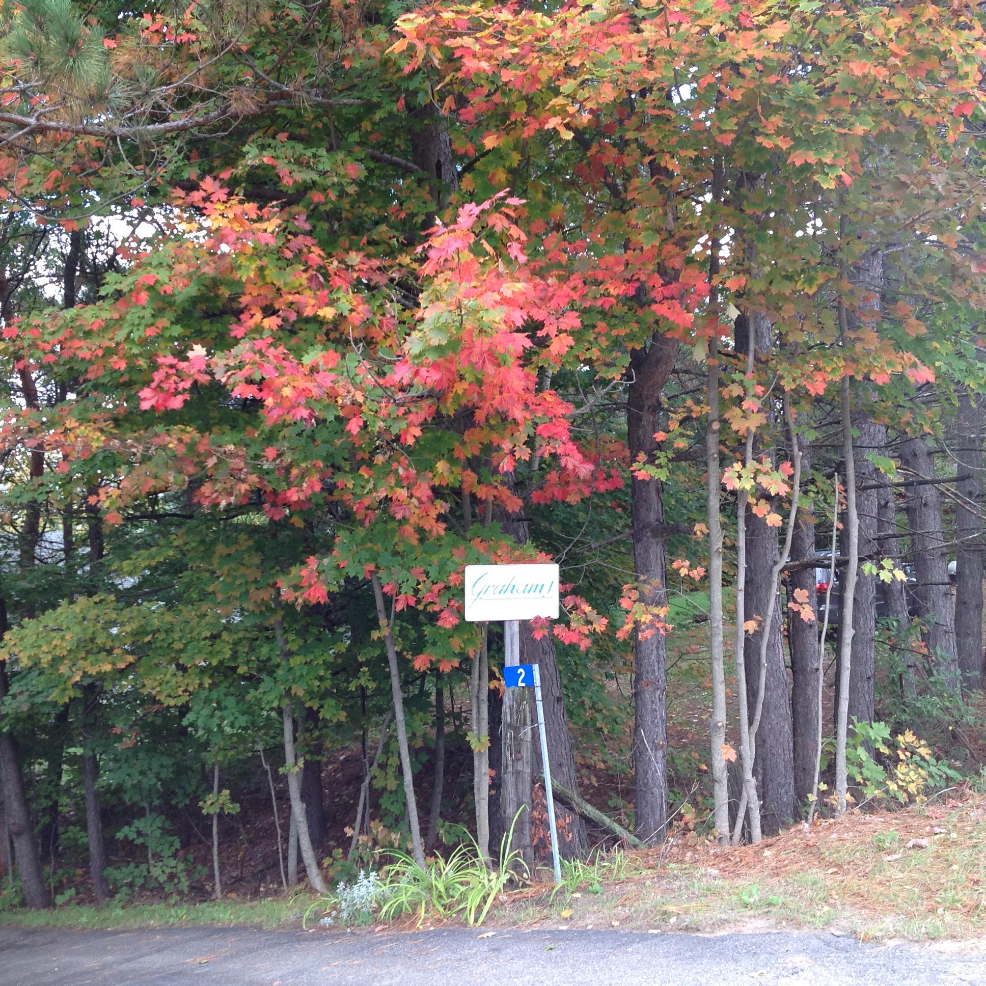 Happy Thanksgiving everyone! | Sue Purdy