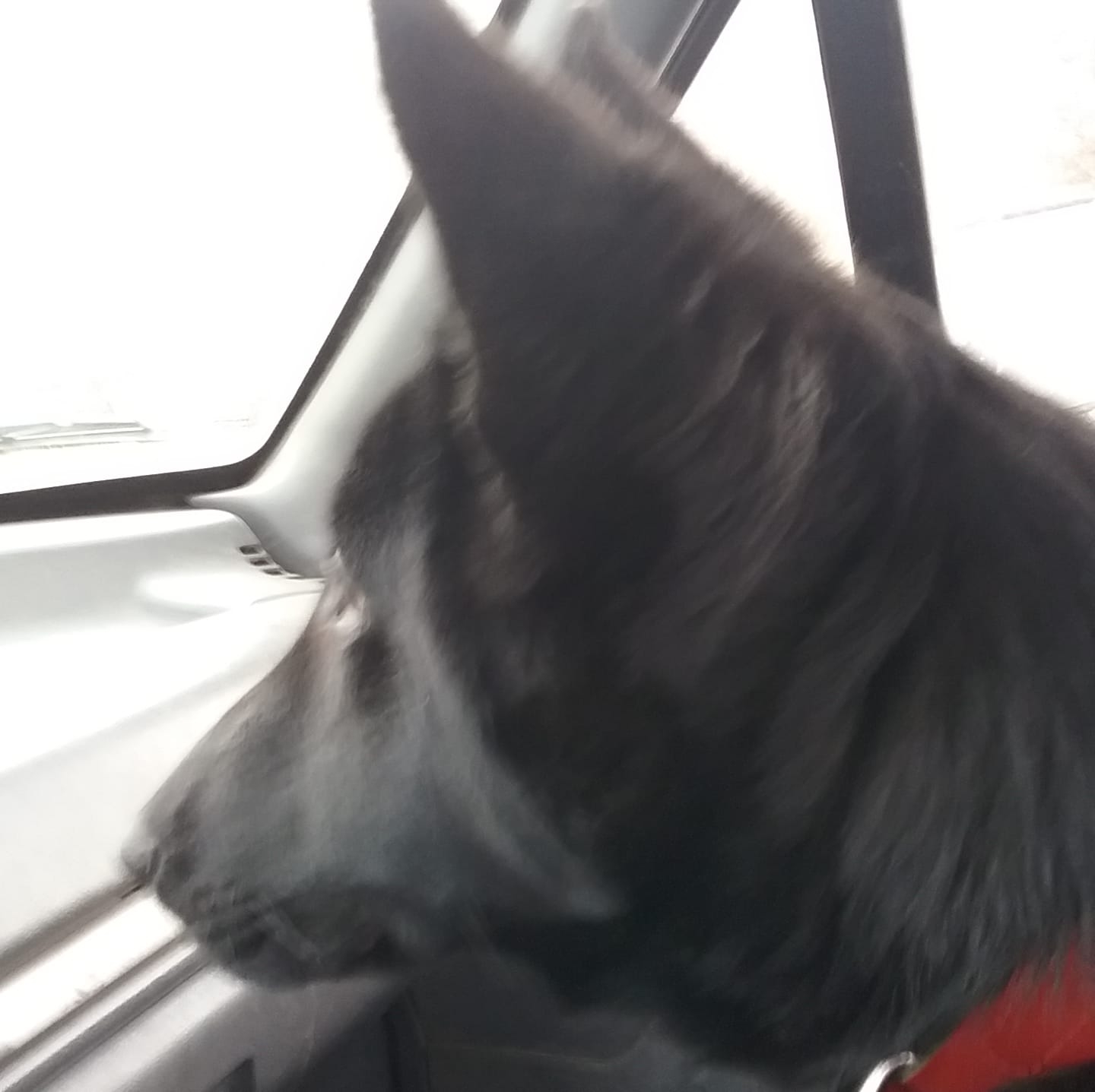 Dog rescue, training, and rehoming | Stuart OK