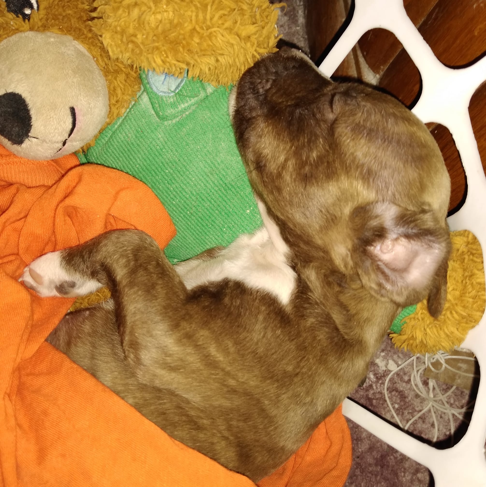 PJ the Pitty