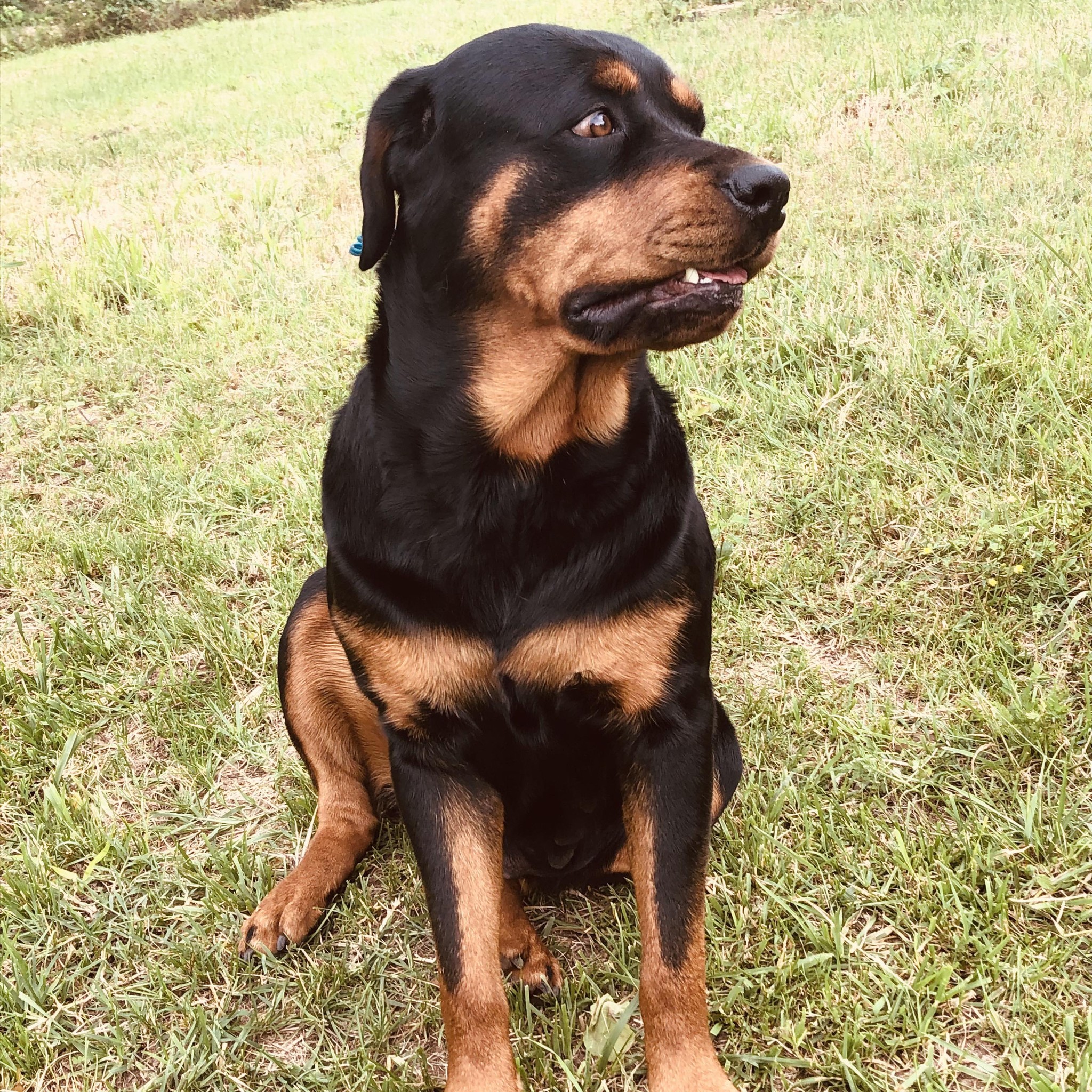 Nala Ridge Rottweiler’s