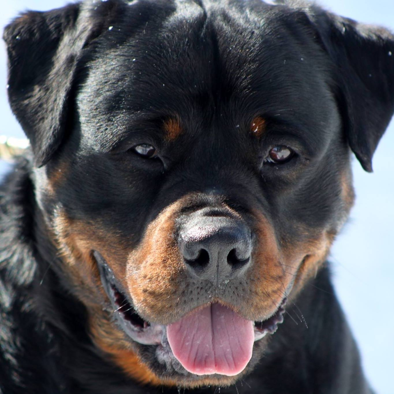 S Flying K Rottweilers | York ND