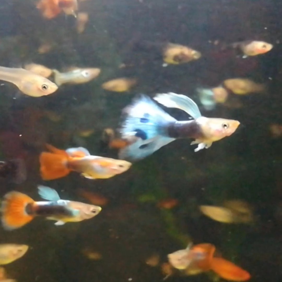 #ribice #moli #akvaristika #akvarijum #vodenisvet #žutemoli #crnemoli # ...