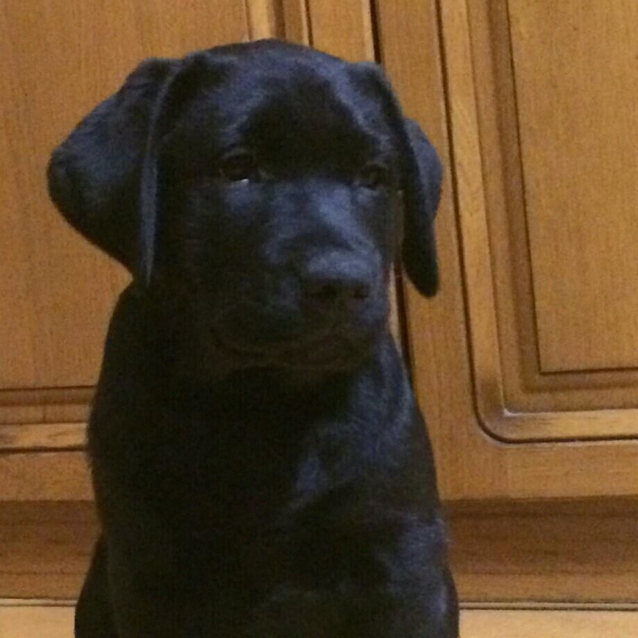 Hugo Labrador nero