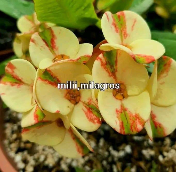 Suyen Garden & milii milagros Rios Balvin | Pangoa