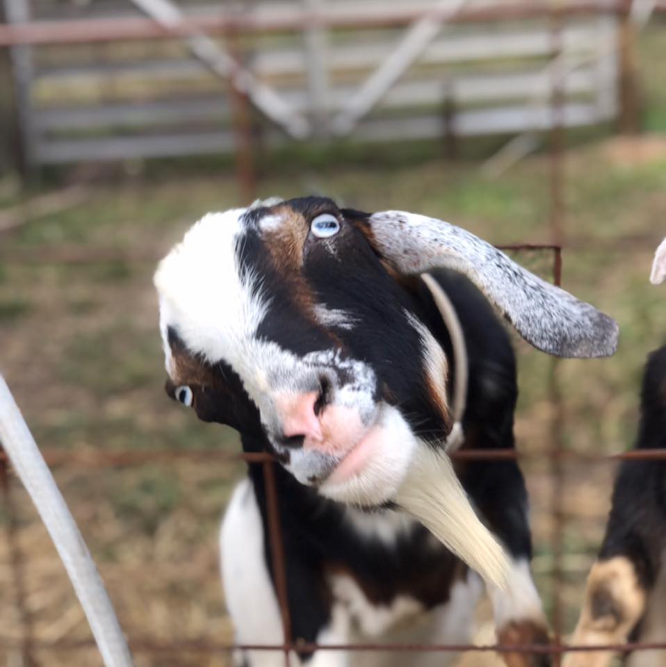 Almosta Texas Ranch | Conroe TX