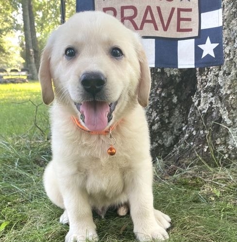 Labrador puppies for adoption near me