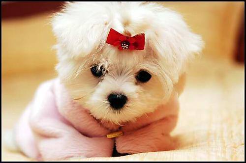 Poze cu catelusi