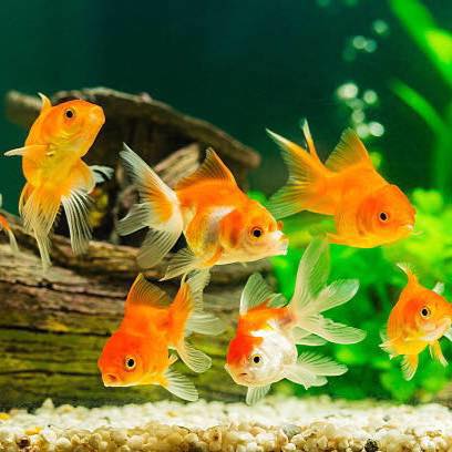 Deron Fish Aquarium