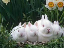 Metro Rabbit Fanciers - Melbourne | Essendon VIC