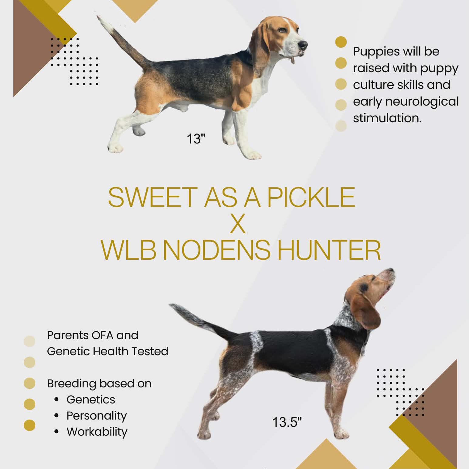 Premier Ranch AKC Beagles | Ham Lake MN