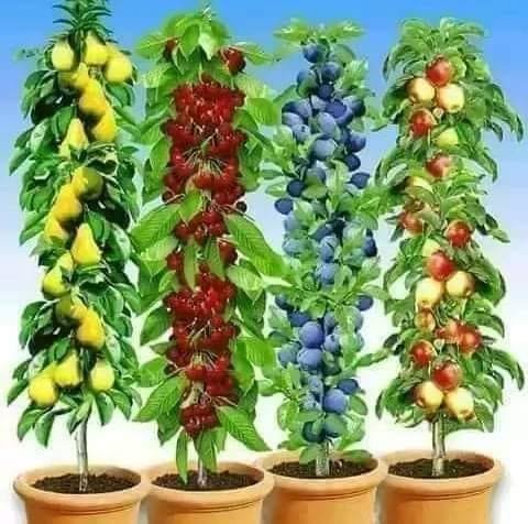 بریښنا امیل