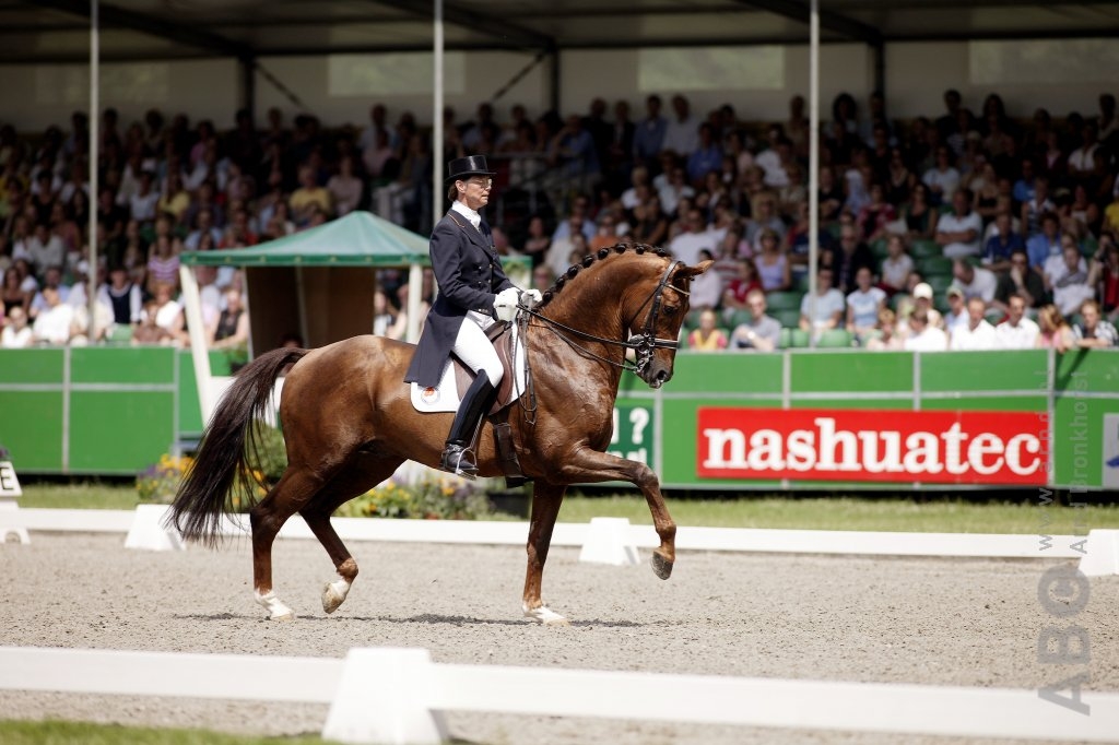 Dressage Stallion Jazz