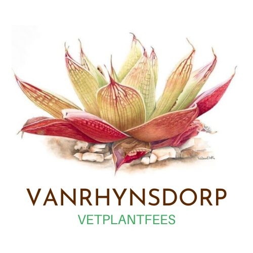 Vanrhynsdorp Vetplantfees | Vanrhynsdorp