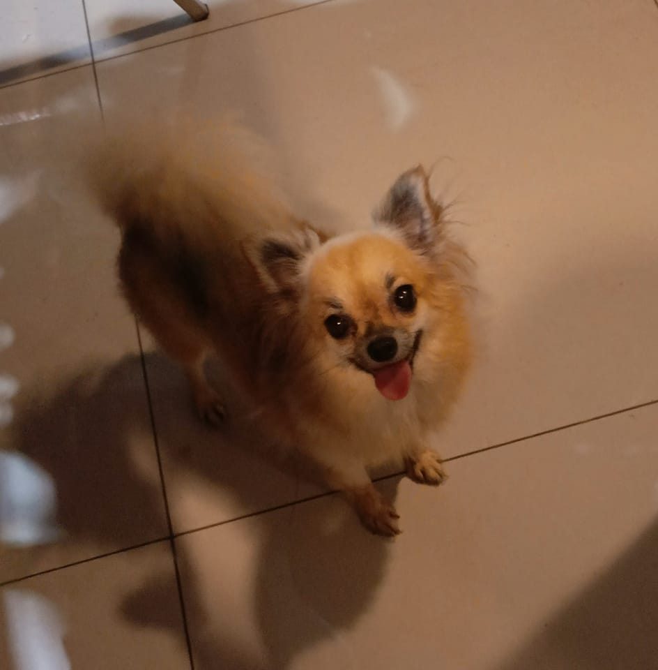 Chihuahua club indonesia | Bumi Serpong