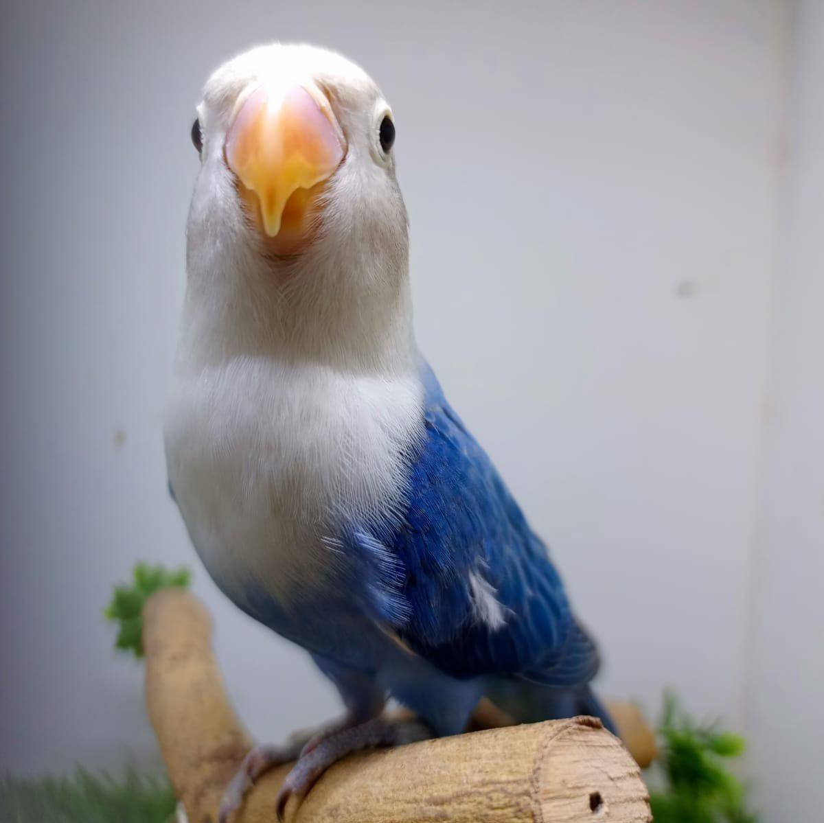 Karachi Vvip Birds | Karachi
