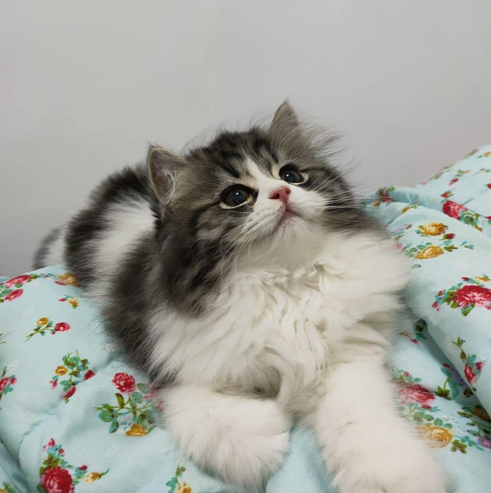 Mimosa Cat | Chiang Mai