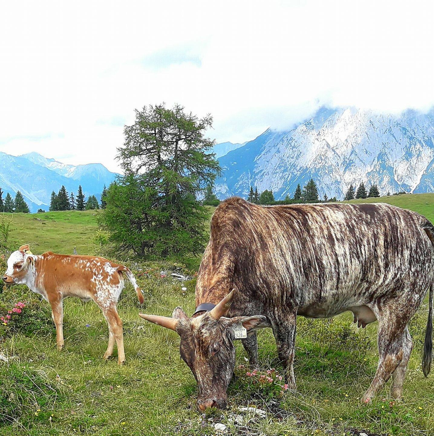 Zebu - Zwergzebu Rinder Tirol | Haiming