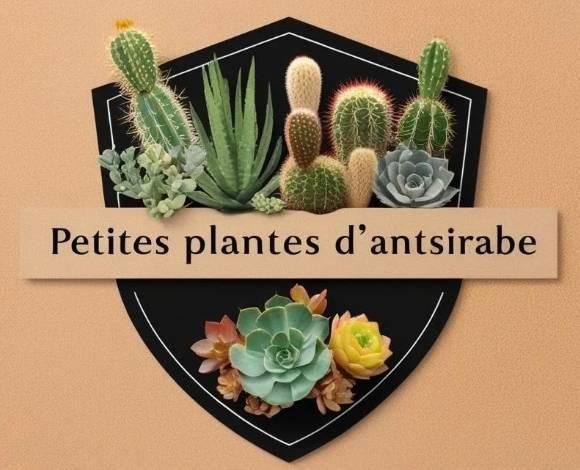 Succulents And Cactus For Beginners | Does anyone know what type of ...