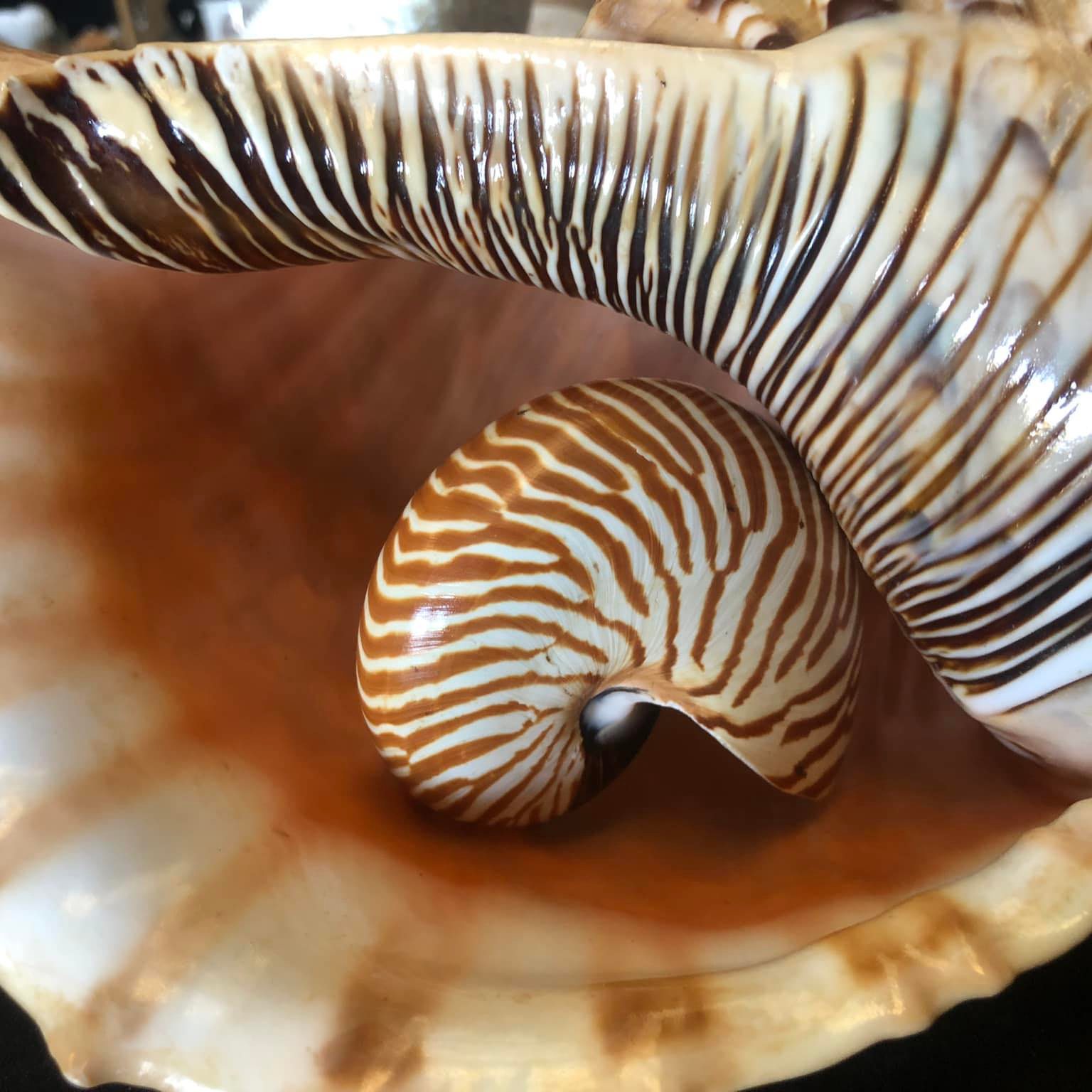 I have 3 beautiful Nautilus shell | Facebook
