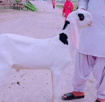 Wasay Goat farm