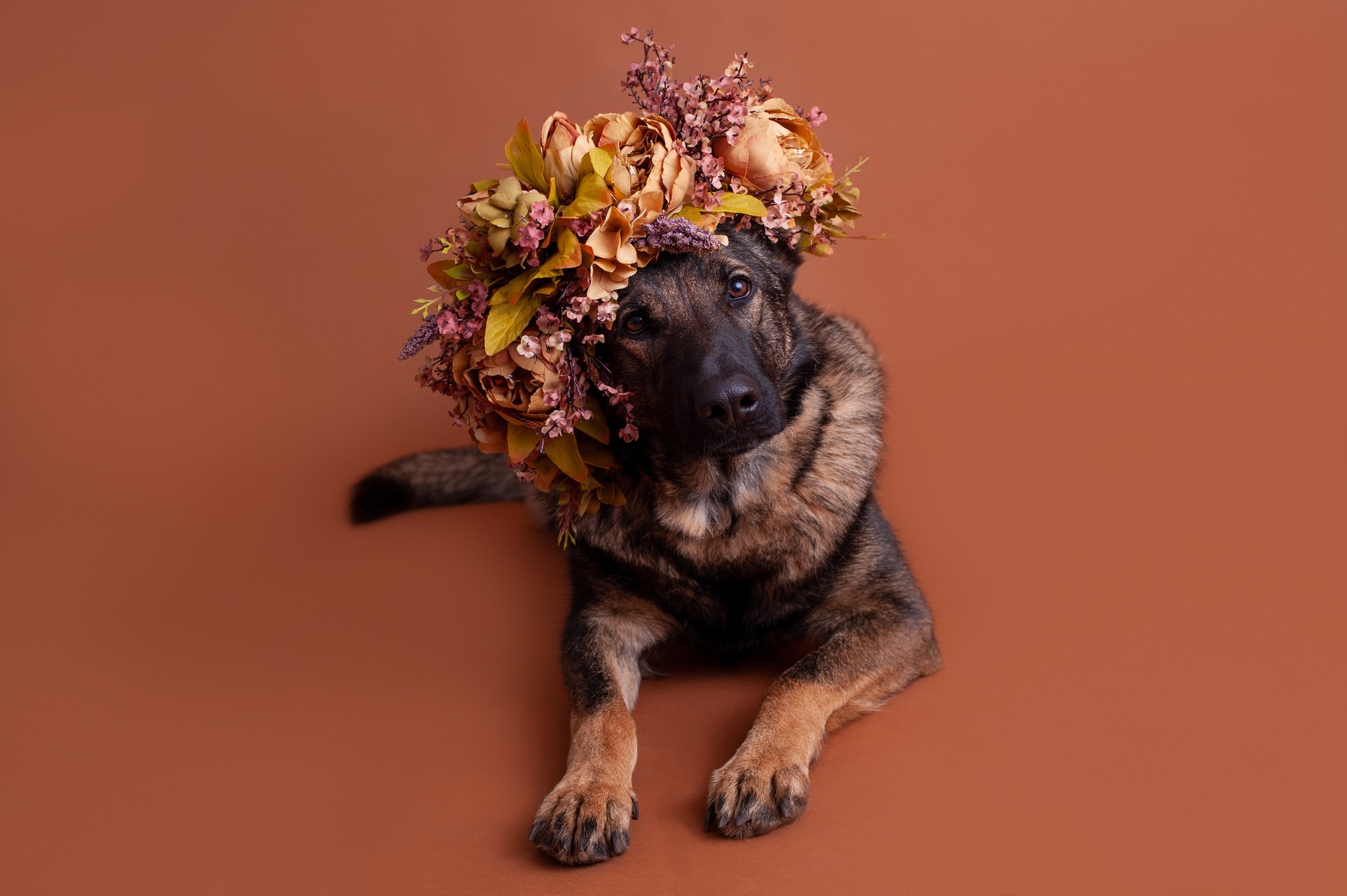 A Dog's Narrative on Reels