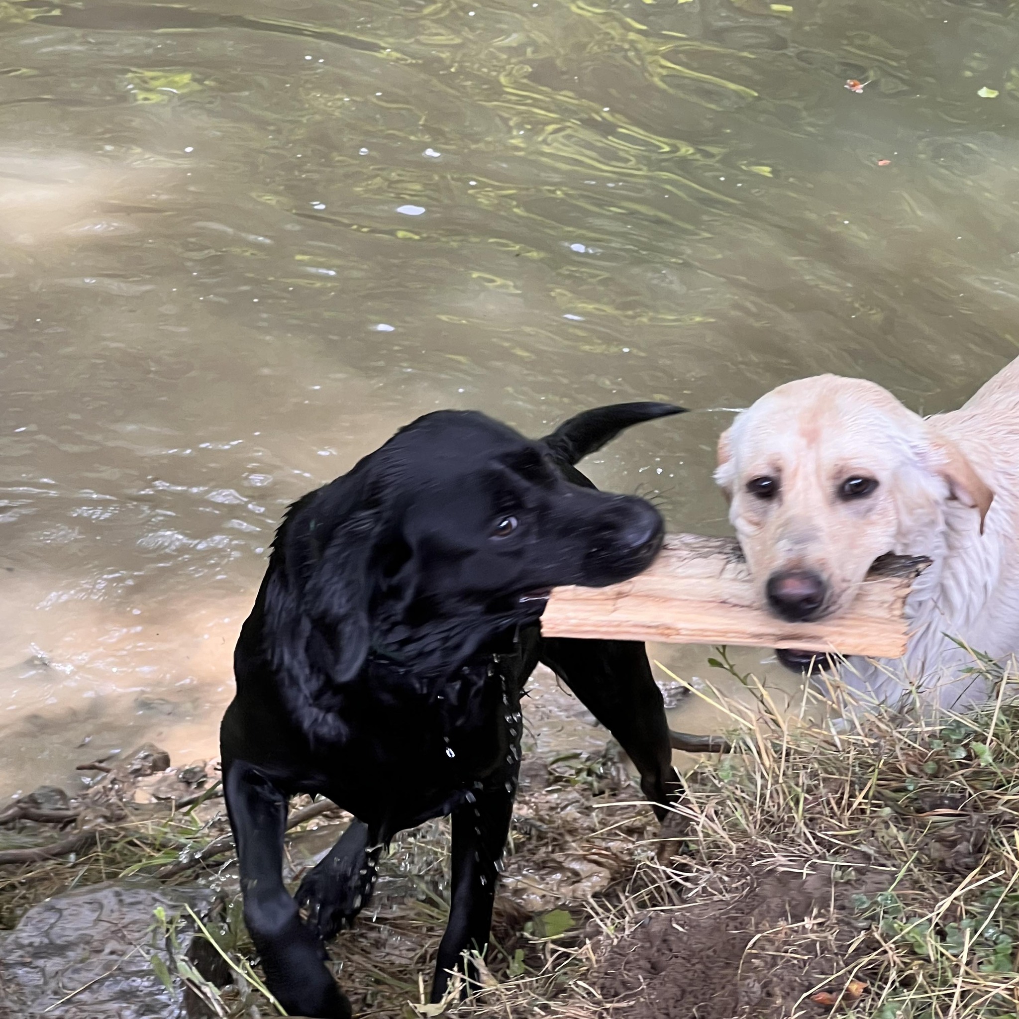 Peters Mountain Labrador Retrievers | Lindside WV