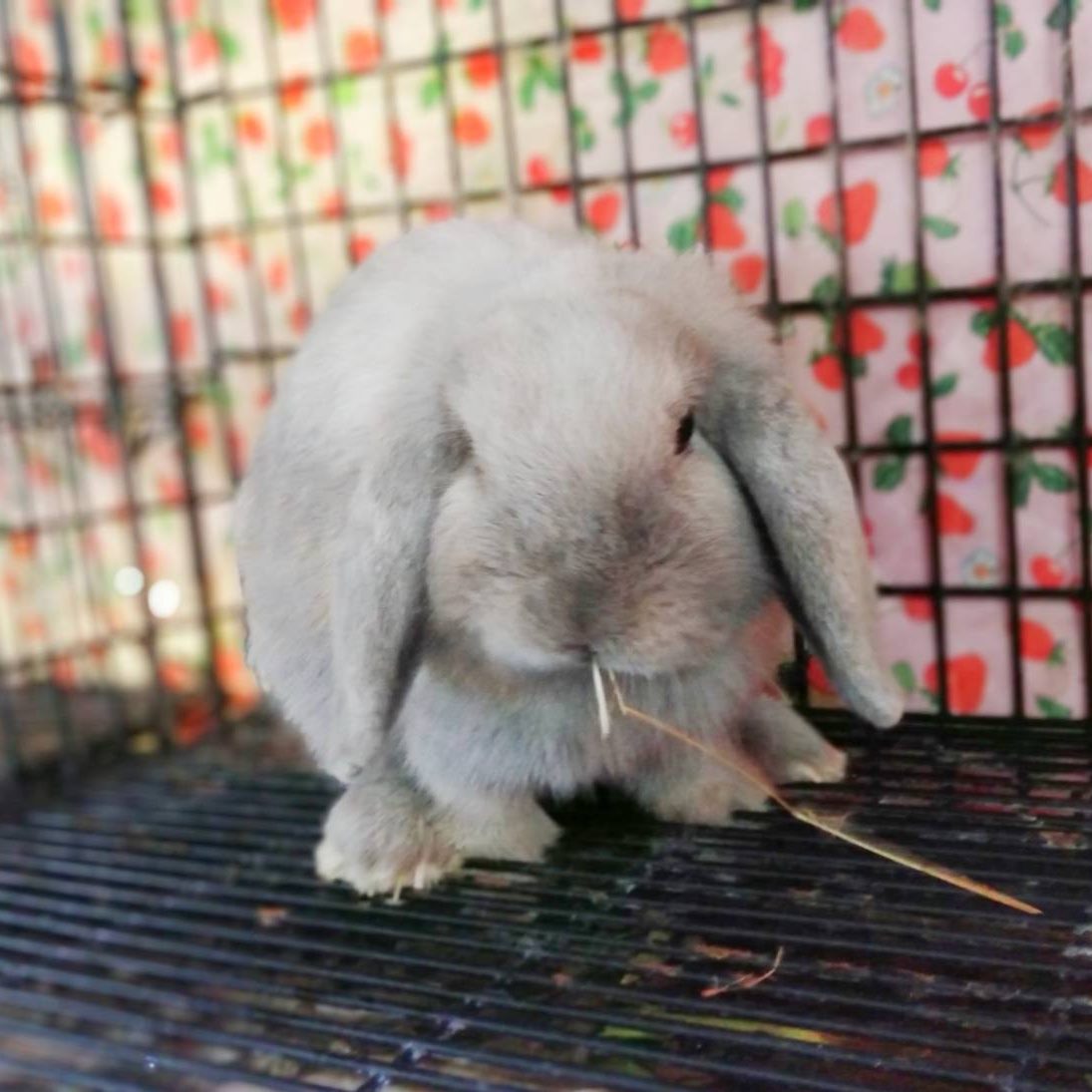 ฟาร์มกระต่ายศรีสะเกษ Lava Rabbit | Si Sa Ket