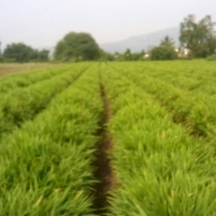 बळीराजा