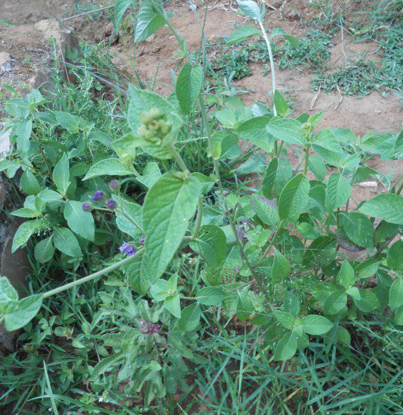 UMUTI KAMA | Bujumbura