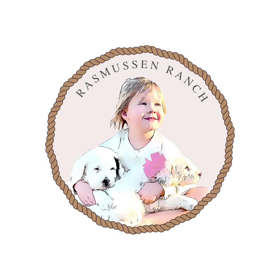 Rasmussen Ranch - Miniature Sheepadoodle Puppies