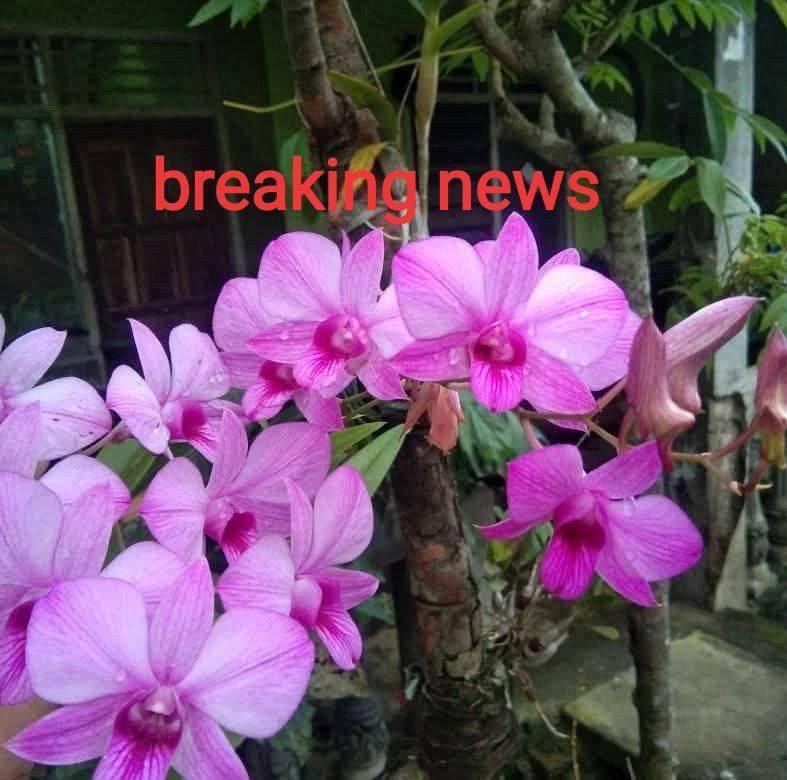 Mobil MBG vs Motor Roda Tiga KDMP⚠️ Viral di media sosial terjadi ...