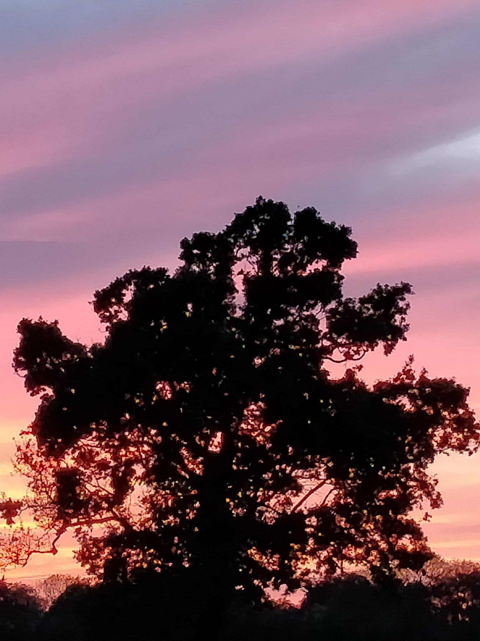 G's Trees
