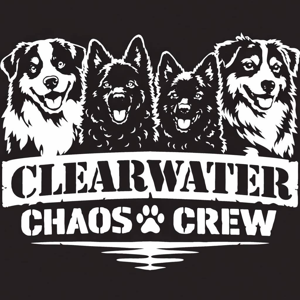 Clearwater Miniature American/Aussie Shepherd’s