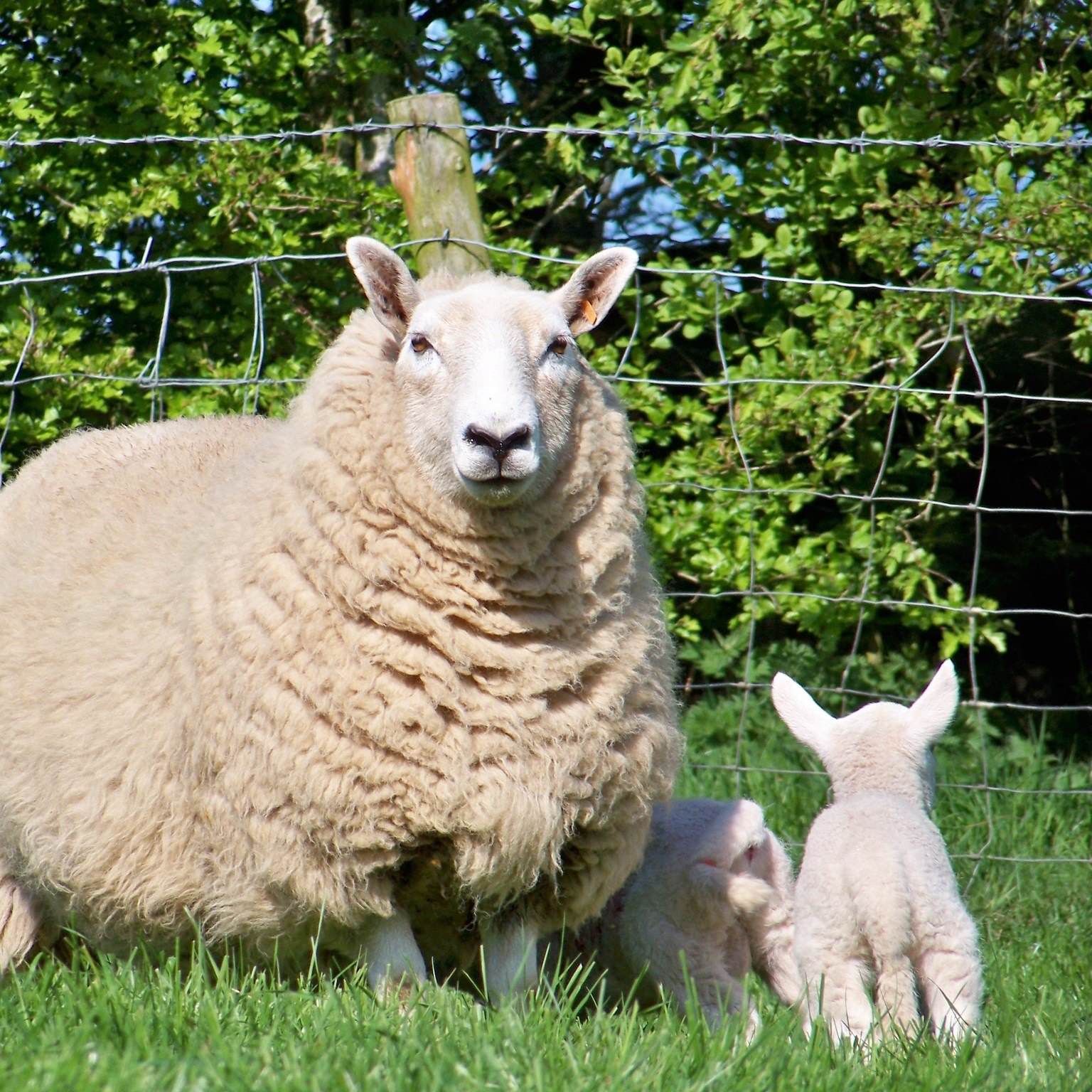 Housesteads Livestock