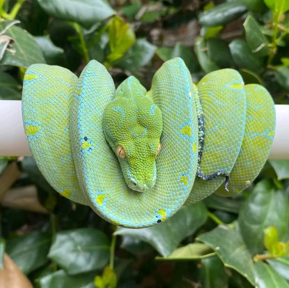 Green Tree Python - gtps for Rehoming in Australia