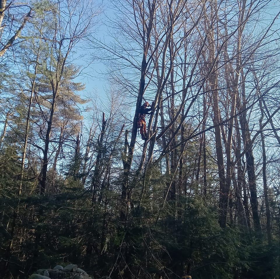 Higher Elevation Tree Service | Fonda NY