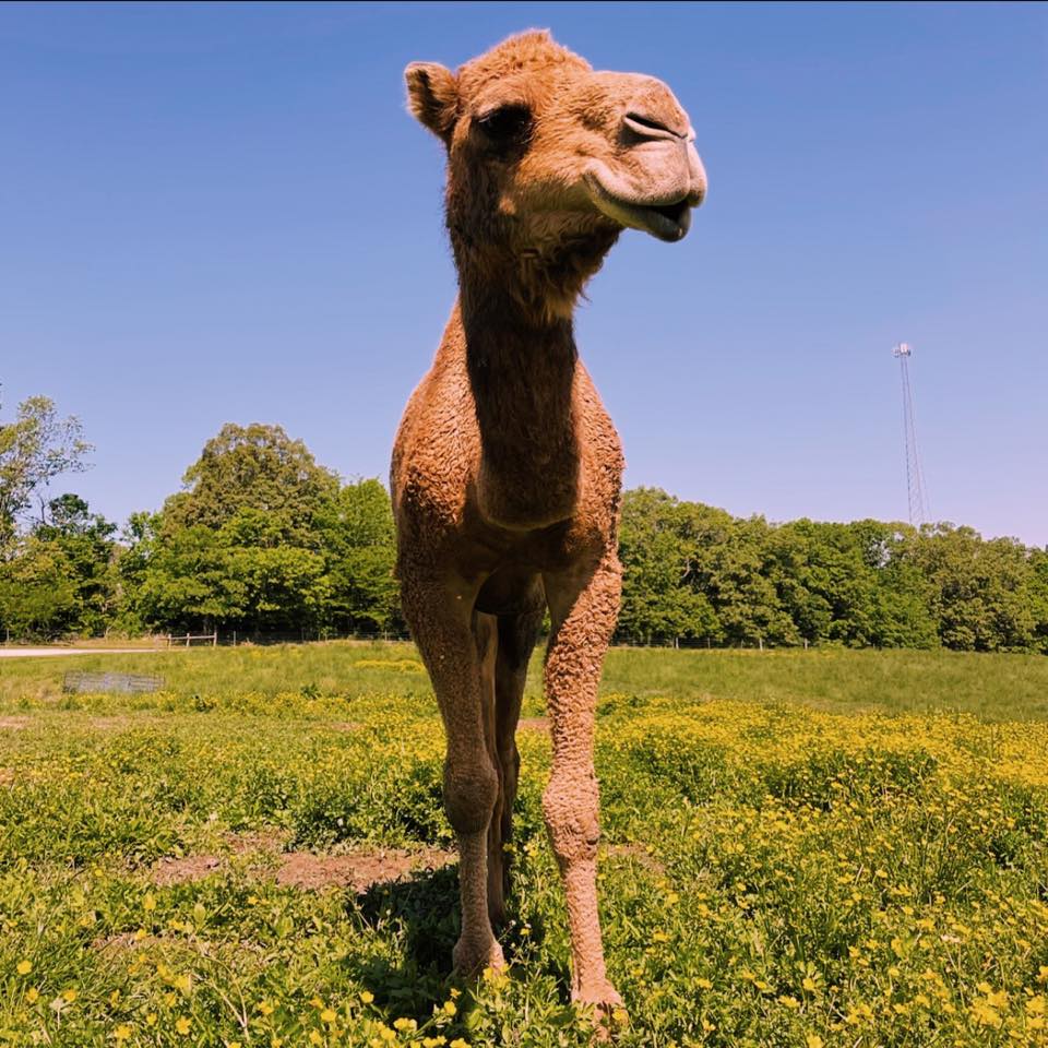 Double R Ranch | Burfordville MO