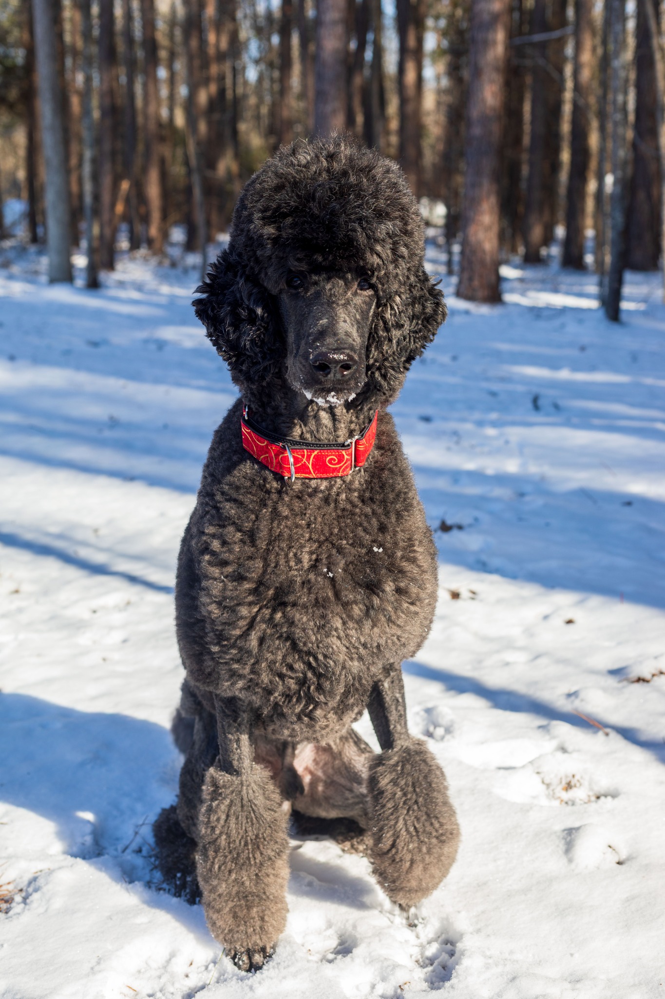 Resolute Standard Poodles | North SC