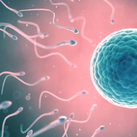 Fertilité et Fécondité pour tous | Saint-Jean