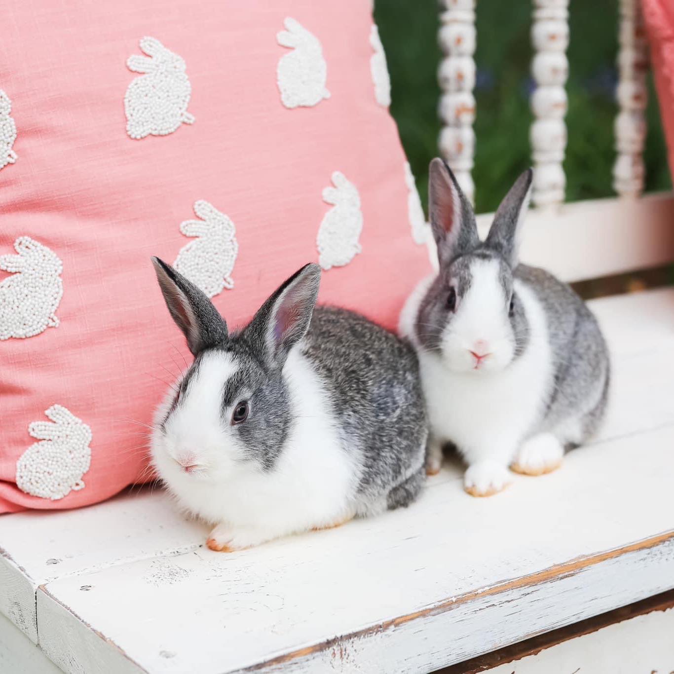 MK Dutch Rabbits