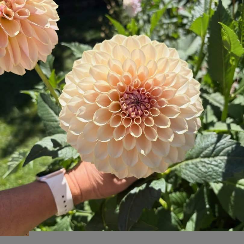 Jubilee Parris Rose Care