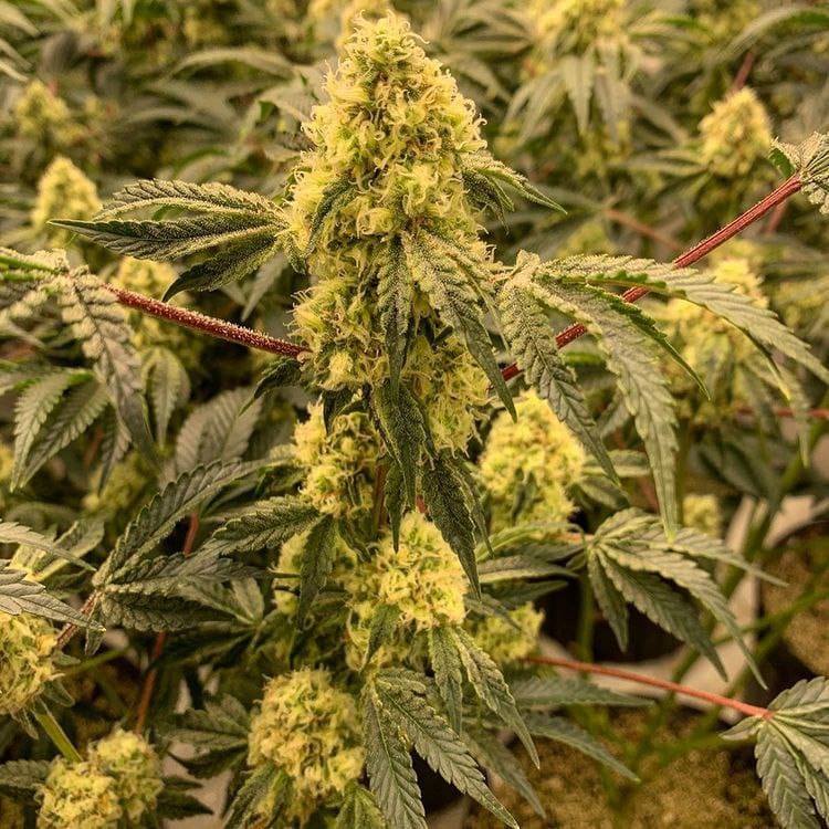 Bruce cannabis and seeds dispensery