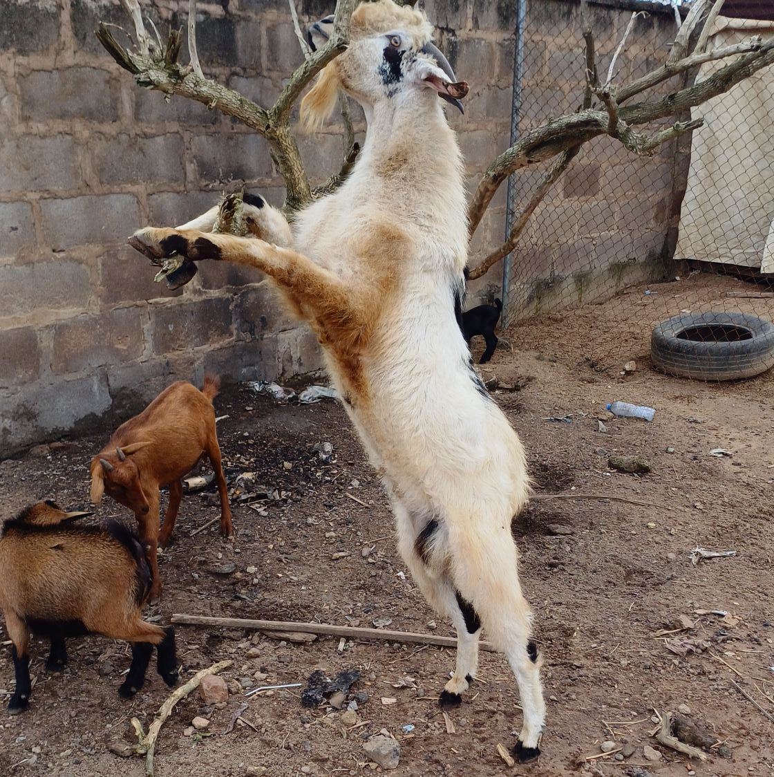 Threshold Farm and Ranch | Ilorin
