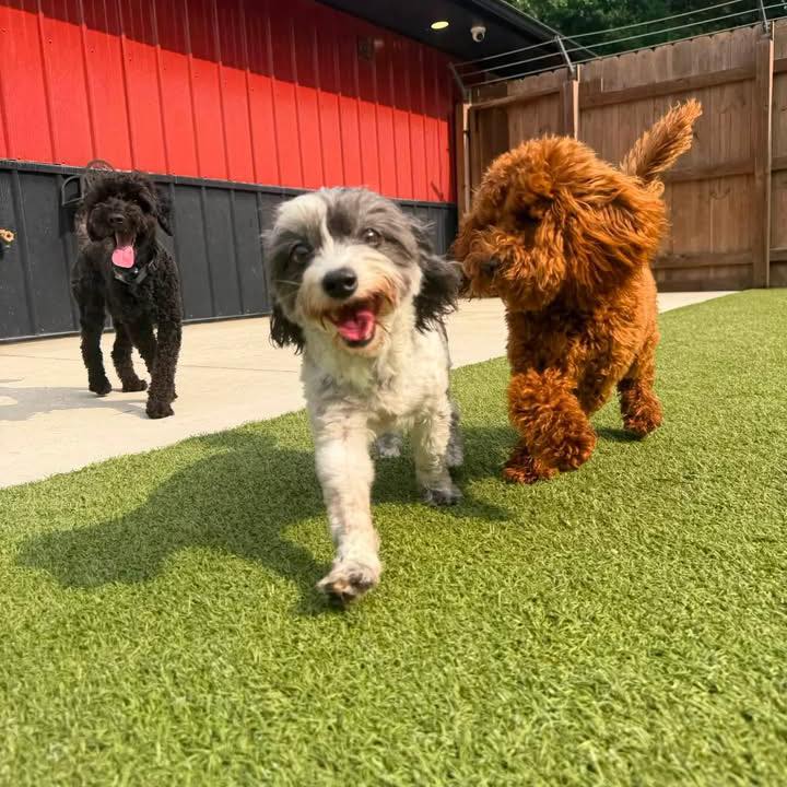 A look inside Ruff Life! Daycare, Boarding, & Grooming. We LOVE what we ...