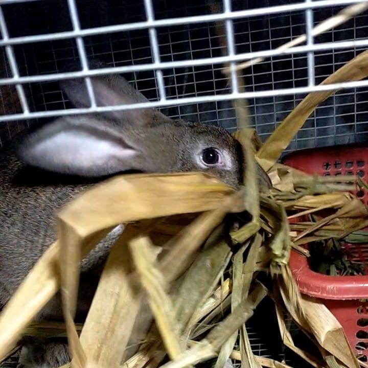Claevienne's Rabbitry | Baler