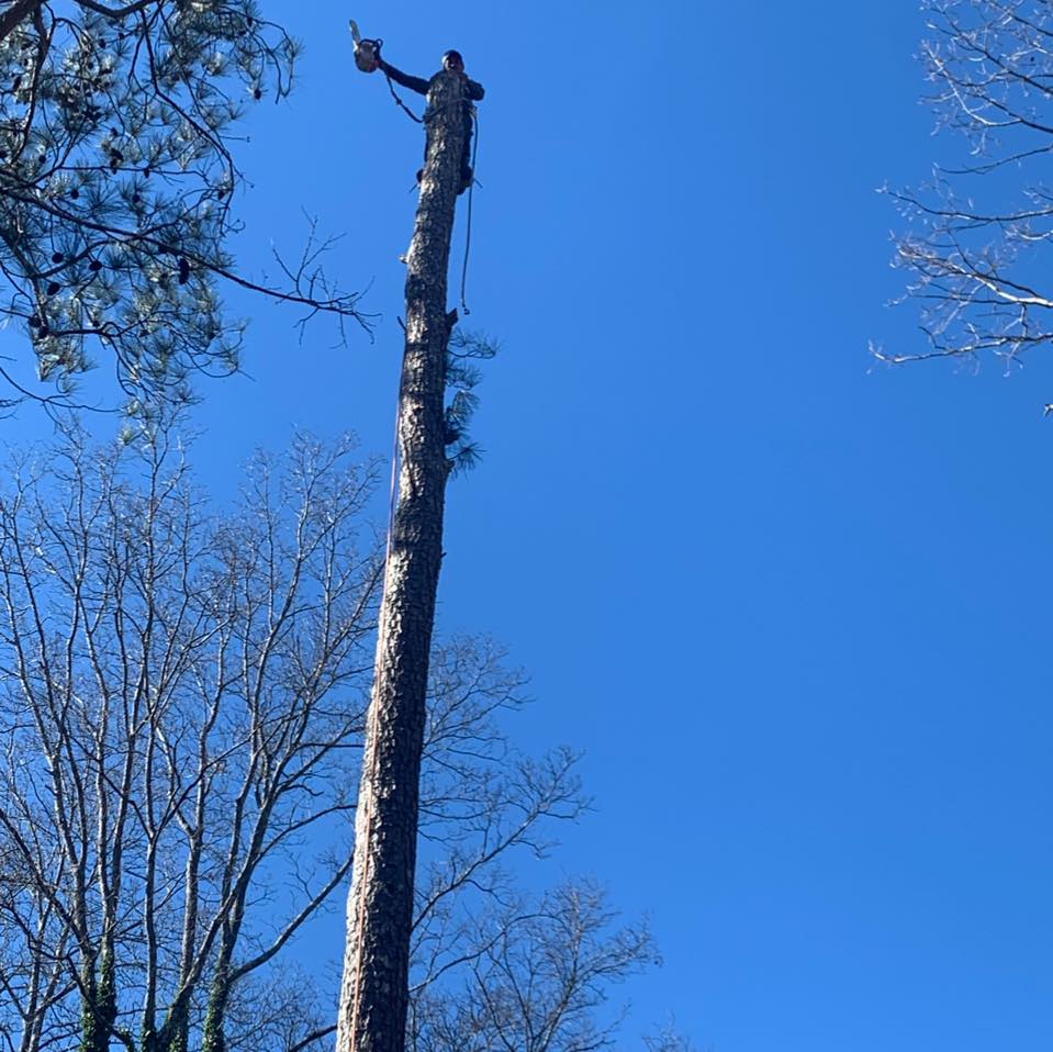 Competition Tree Service | Alabaster AL
