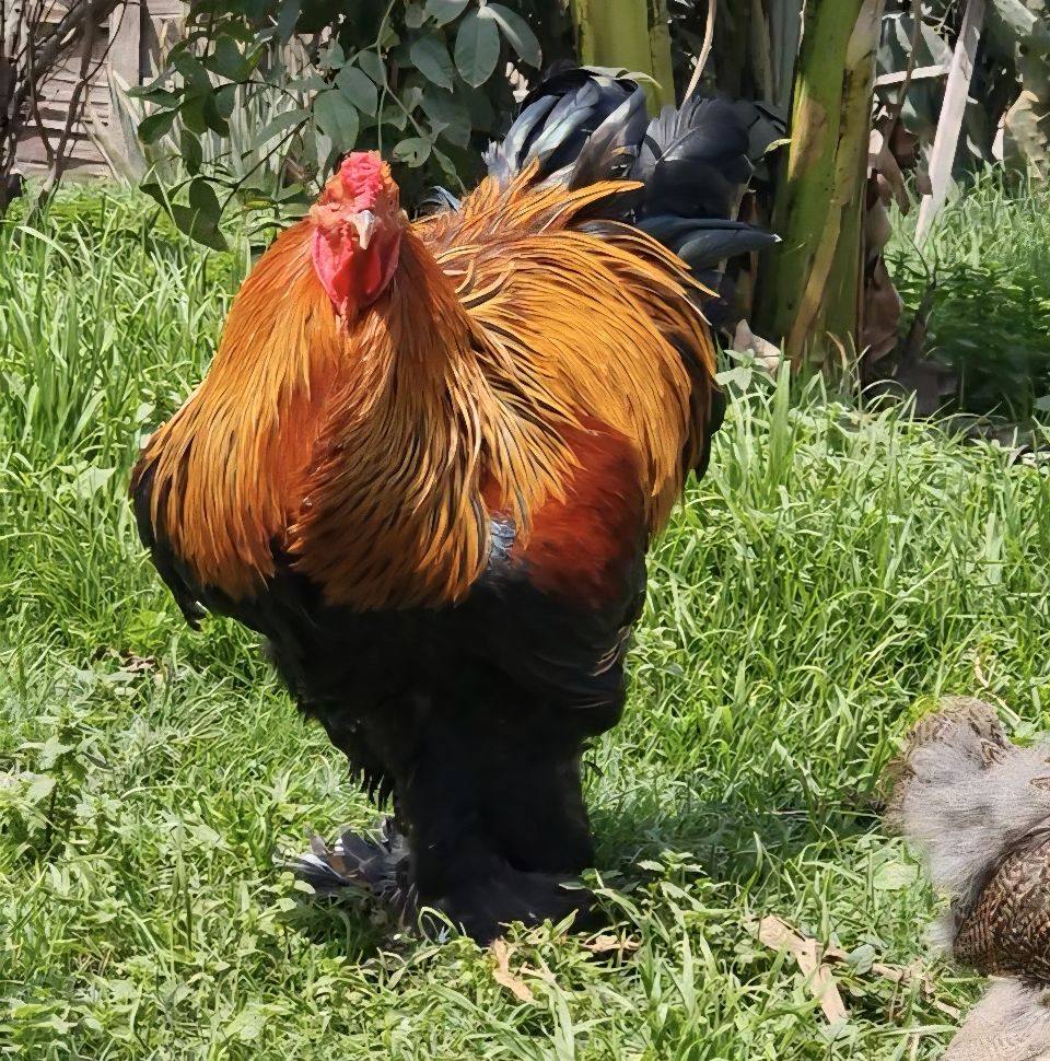 Criadero REX Gallinas Ornamentales Brahma, Y Más Lima-Perú | Lima