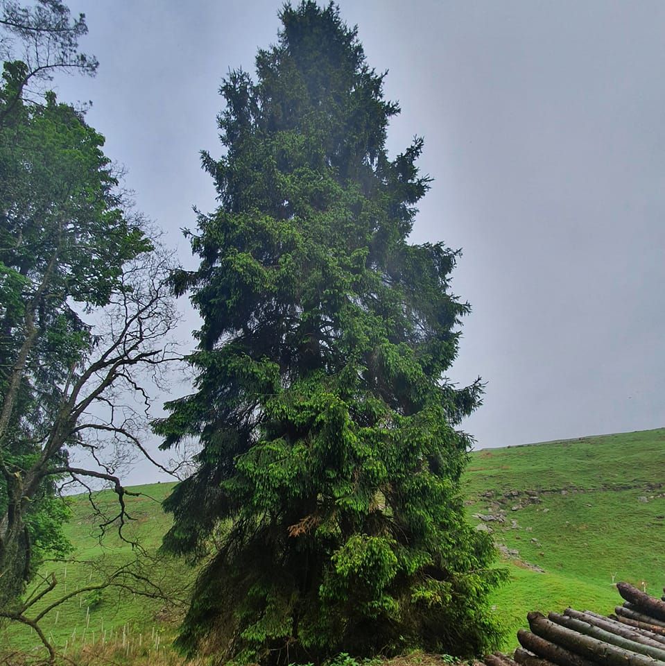 Therapeutic Recreational Experiences for Everyone - TREE CIC